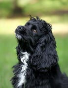 THÉO
