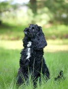 THÉO