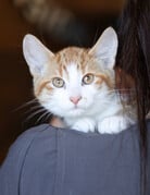 ABRICOT