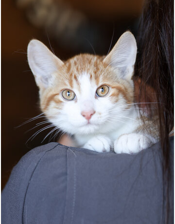 ABRICOT