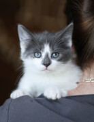 NAÏA