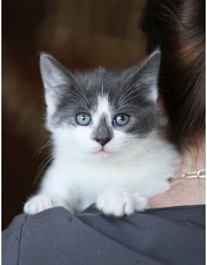 NAÏA