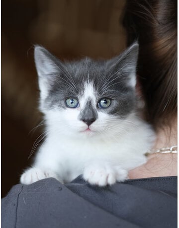 NAÏA