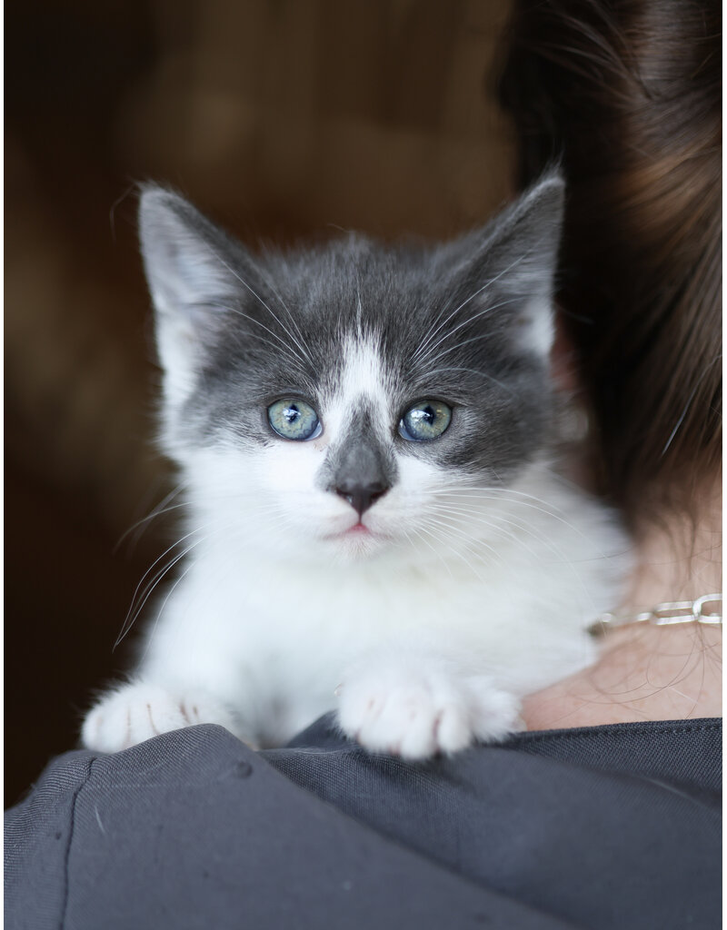 NAÏA
