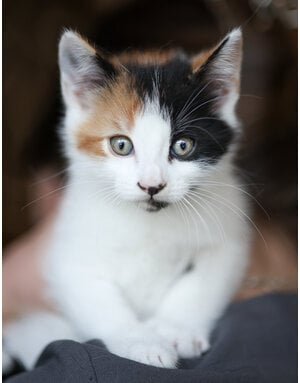 NORI