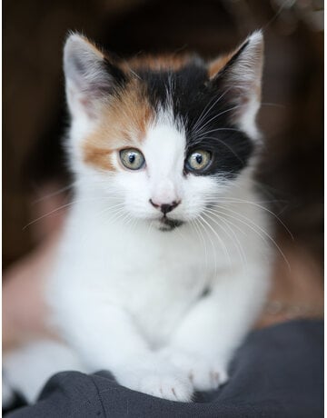 NORI