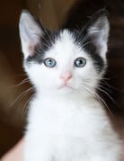 NORA