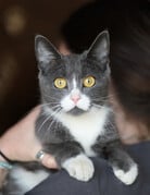 MINETTE
