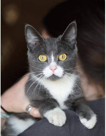 MINETTE