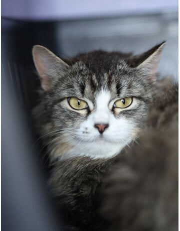 BÉBÉ CHAT