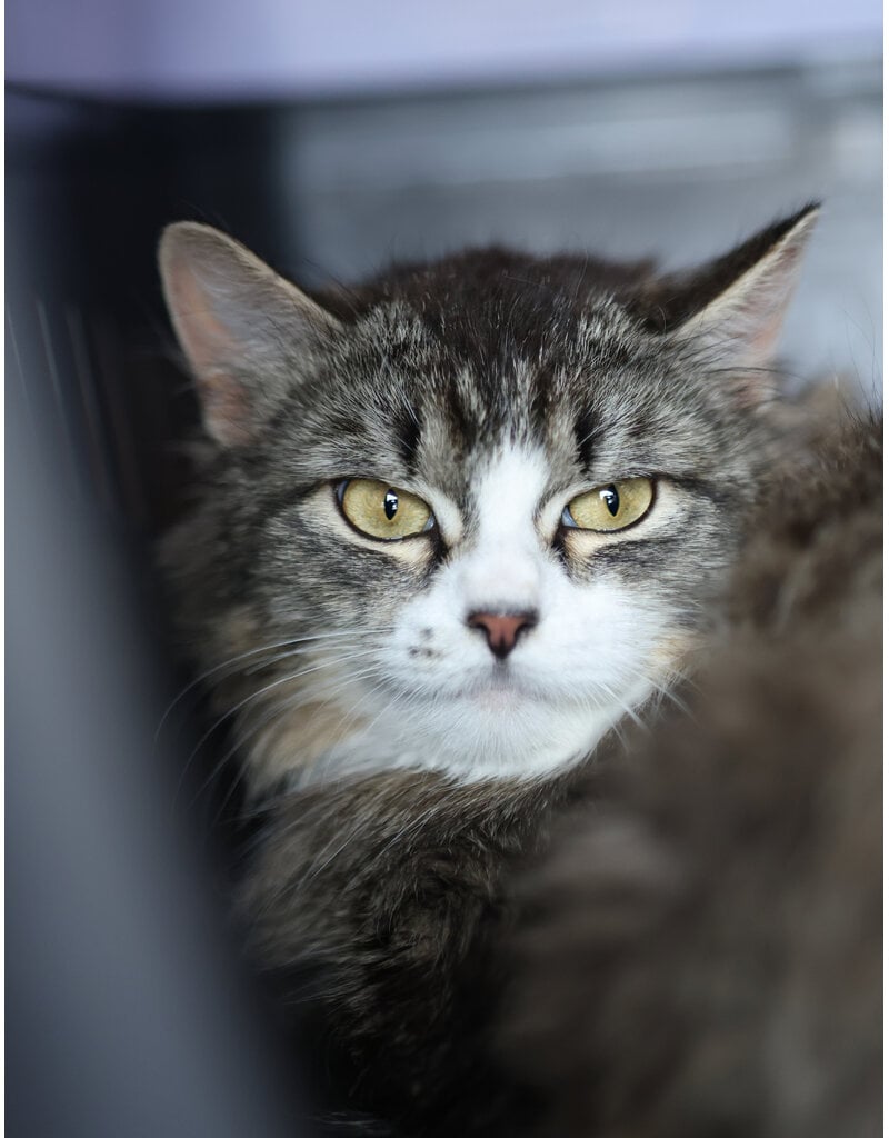 BÉBÉ CHAT