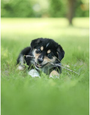TAZ