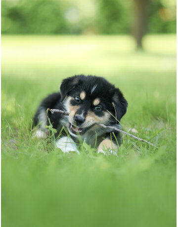 TAZ