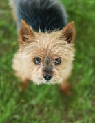 TOBY