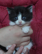WILLOW