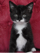 BÉBÉ LOU