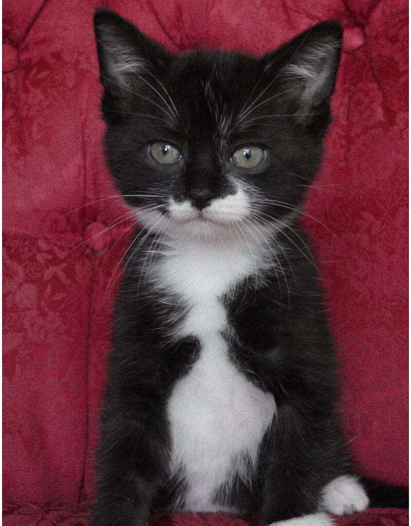 BÉBÉ LOU