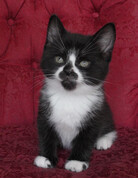 BÉBÉ CHOU