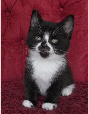 BÉBÉ CHOU