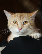 CARMELLE