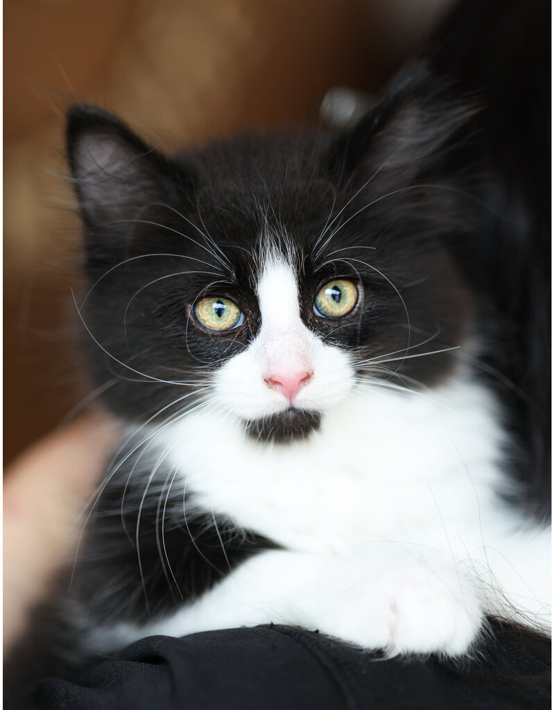 BIBI