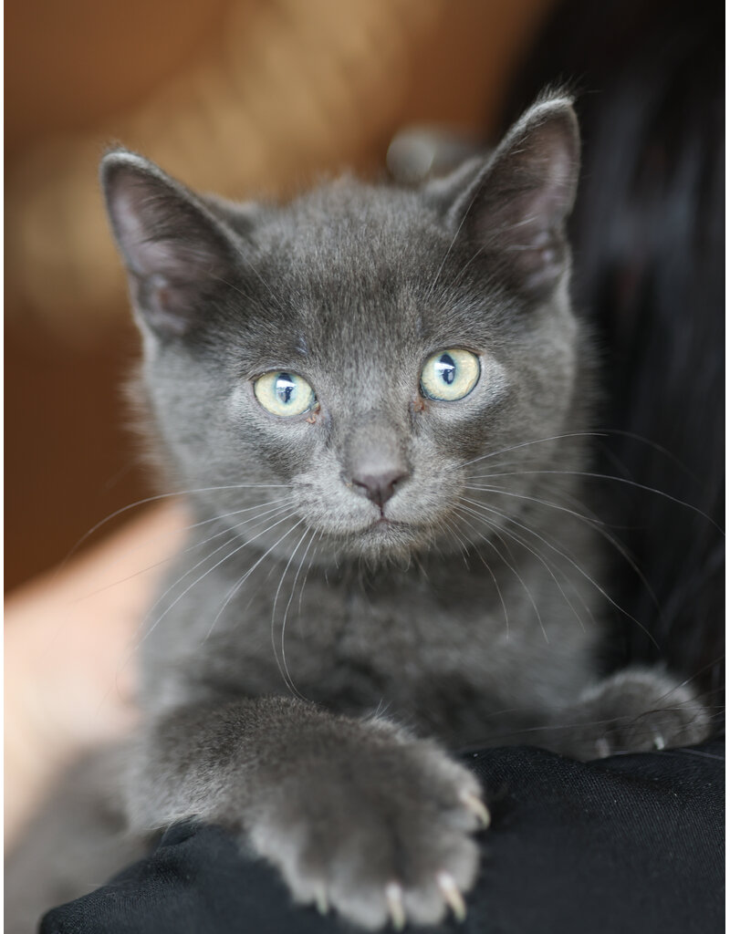MIMI