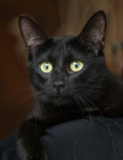 NYX