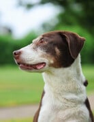 HAZEL