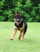 CHASE