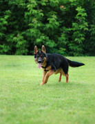 CHASE