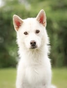 NUKI