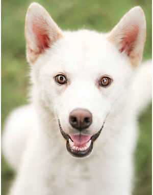 NUKI