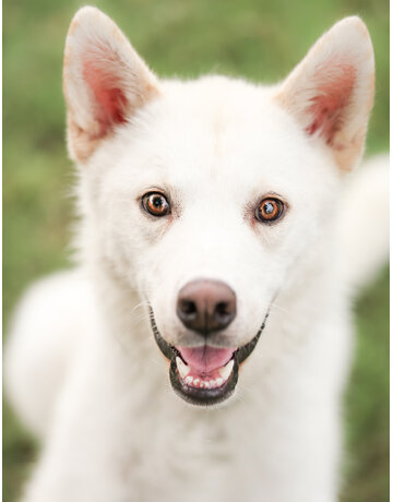 NUKI