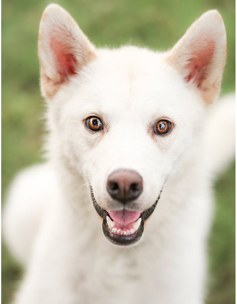 NUKI