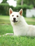 NUKI