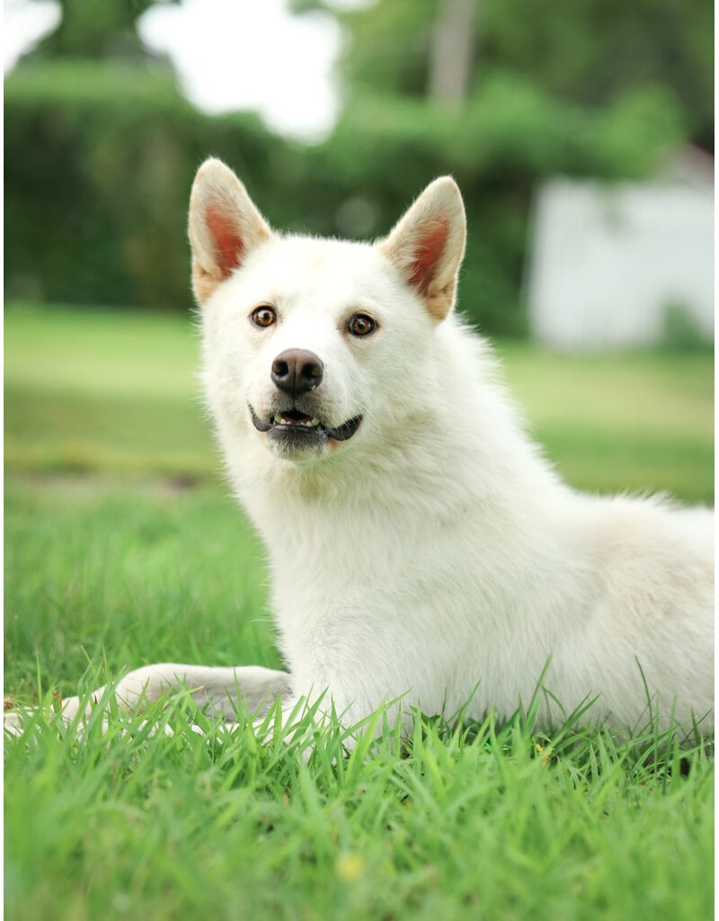 NUKI