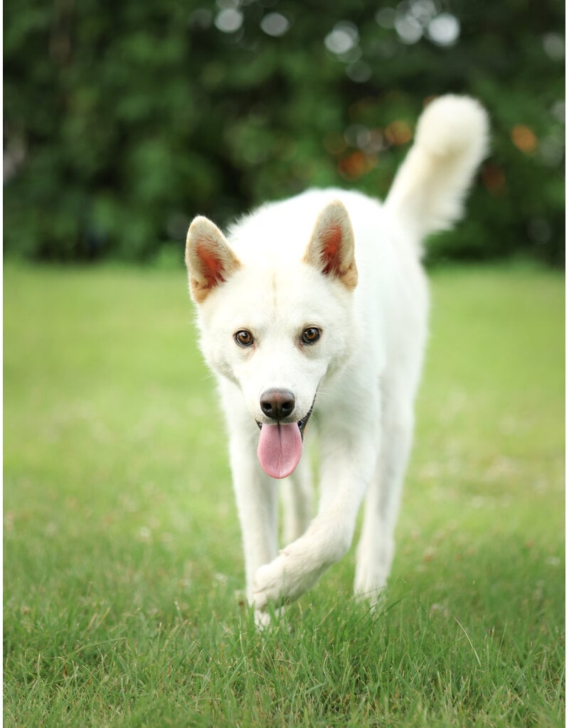 NUKI