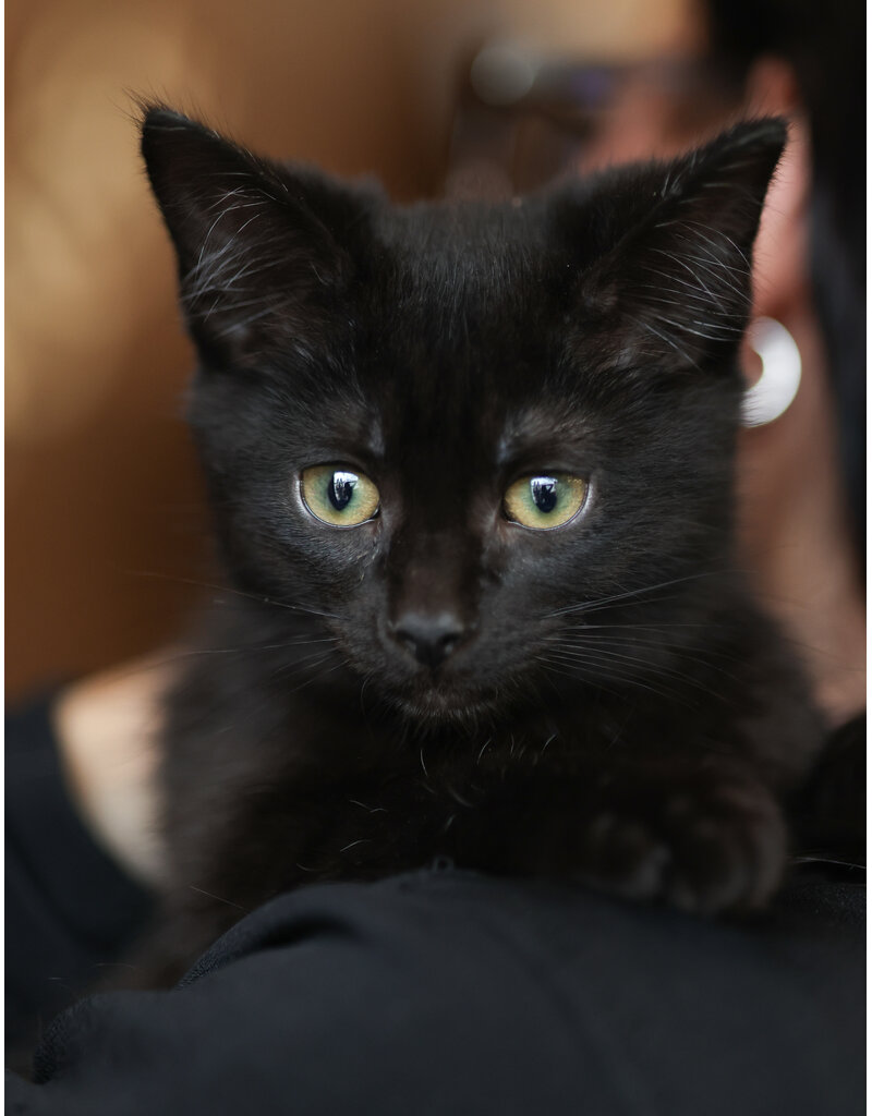 NICO
