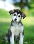 LIVIA