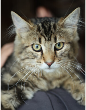 GIULIO