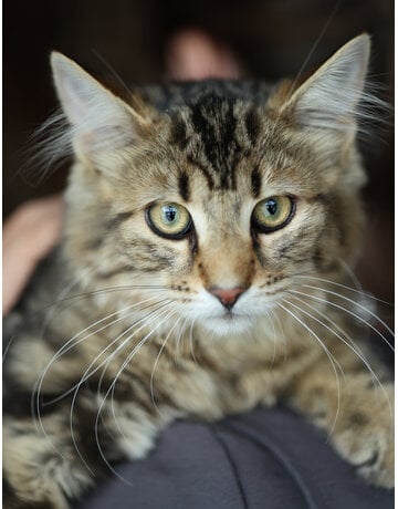 GIULIO