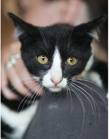 FIGARO