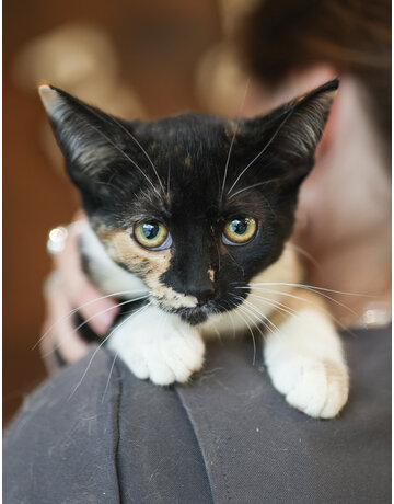 COCO