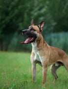 SCOOBY