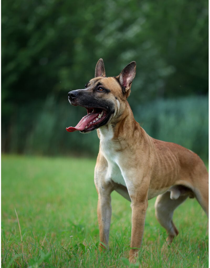 SCOOBY
