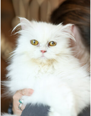 BELLA