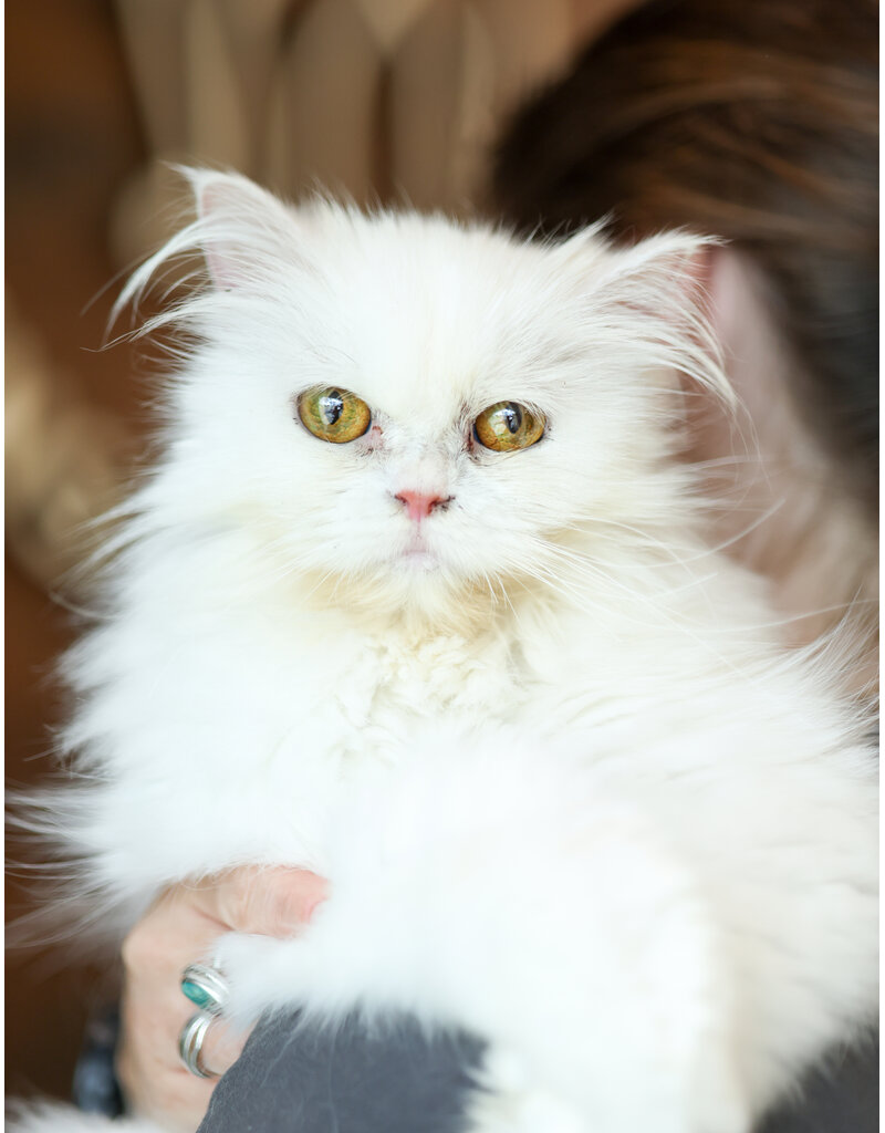 BELLA