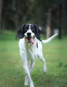 JACK