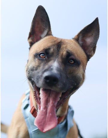 SCOOBY