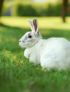BIG BUNNY